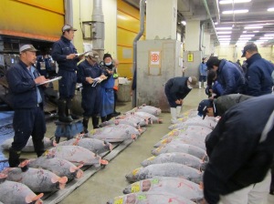 tsukiji_auctions
